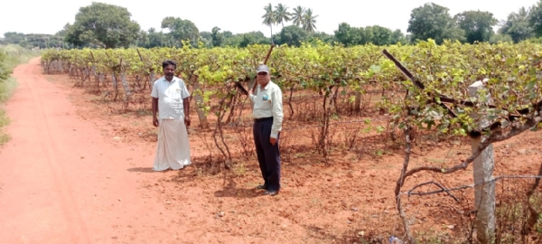 ಕೃಷಿ ವಿಸ್ತರಣಾ ಶಿಕ್ಷಣ ಕೇಂದ್ರದಿಂದ ದ್ರಾಕ್ಷಿ ಬೆಳೆಗಾರರಿಗೆ ಸಲಹೆ