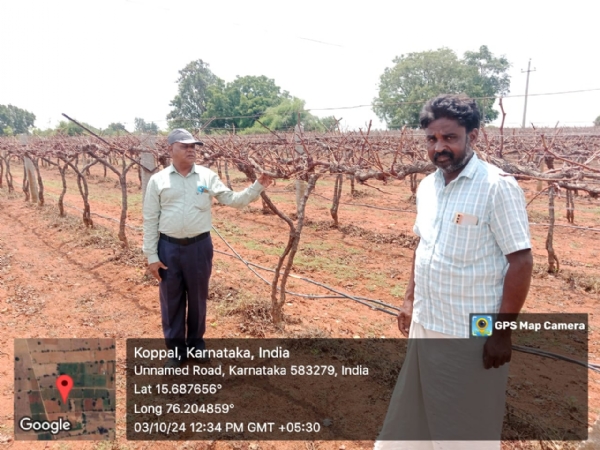 ಕೃಷಿ ವಿಸ್ತರಣಾ ಶಿಕ್ಷಣ ಕೇಂದ್ರದಿಂದ ದ್ರಾಕ್ಷಿ ಬೆಳೆಗಾರರಿಗೆ ಸಲಹೆ