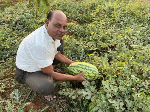 ಕಲ್ಲಂಗಡಿ ಬೆಳೆಯ ಸುಧಾರಿತ ಬೇಸಾಯ ಕ್ರಮ : ರೈತರಿಗೆ ಸಲಹೆ