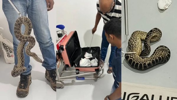 ru News In Kannada: Smuggling, 10 Anaconda Snakes