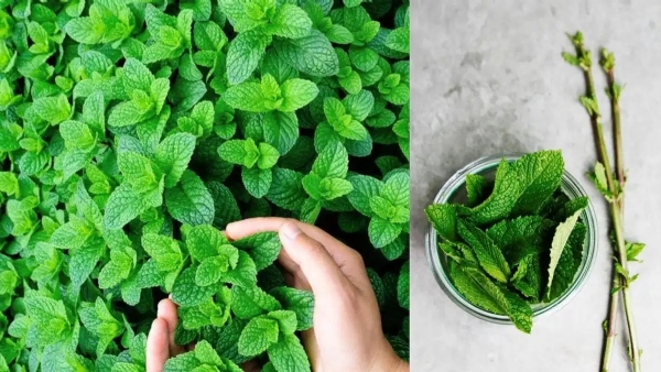 Health Benefits of Mint Leaves kannada News