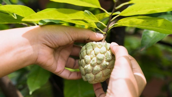 ಸೀತಾಫಲ ಸೇವನೆಯಿಂದ ಸಿಗುವ ಆರೋಗ್ಯ ಪ್ರಯೋಜನಗಳು