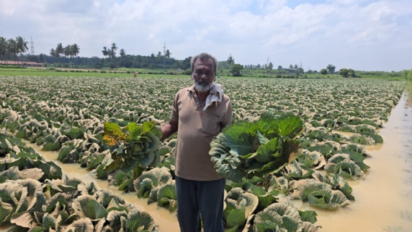 ಚಿತ್ರ; ಧಾರಾಕಾರ ಮಳೆಯಿಂದಾಗಿ ಕೋಲಾರ ತಾಲ್ಲೂಕಿನ ಅಬ್ಬಣಿ ಗ್ರಾಮದ ಸಂಪ್ ಕುಮಾರ್ ಬೆಳೆದಿದ್ದ ಎಲೆಕೋಸು ನೆಲಕಚ್ಚಿದೆ