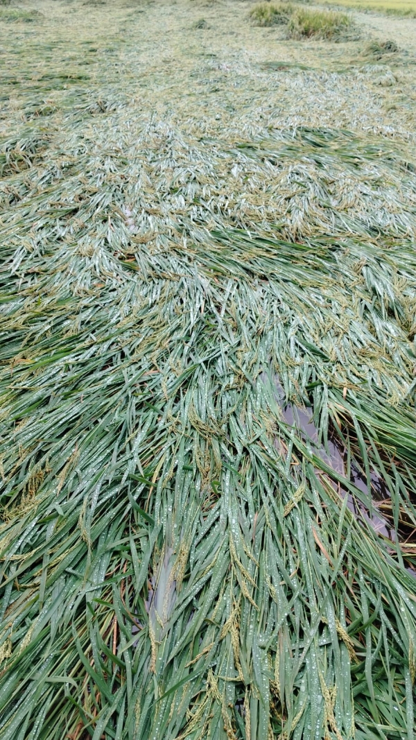 ವಿಪರೀತ ಮಳೆ, ಬೆಳೆ ನಷ್ಟ : ಪರಿಹಾರಕ್ಕೆ ರೈತರ ಆಗ್ರಹ