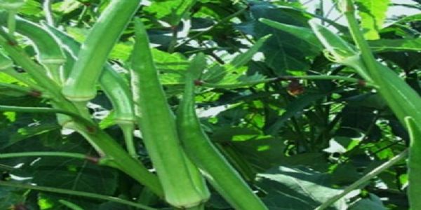 ಸಕ್ಕರೆ ಕಾಯಿಲೆ ನಿಯಂತ್ರಣಕ್ಕೆ ಬೆಂಡೆಕಾಯಿ ಸೂಪ್