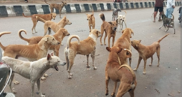 ಫೋಟೋ ಫೋಟೋ