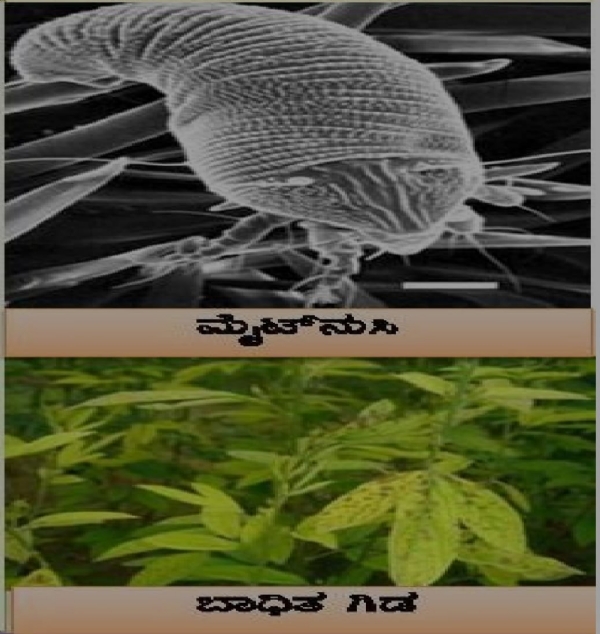 ಕೊಪ್ಪಳ: ತೊಗರಿಯಲ್ಲಿ ಗೊಡ್ಡು ರೋಗದ ನಿರ್ವಹಣೆಗೆ ಸಲಹೆ ಕೊಪ್ಪಳ: ತೊಗರಿಯಲ್ಲಿ ಗೊಡ್ಡು ರೋಗದ ನಿರ್ವಹಣೆಗೆ ಸಲಹೆ