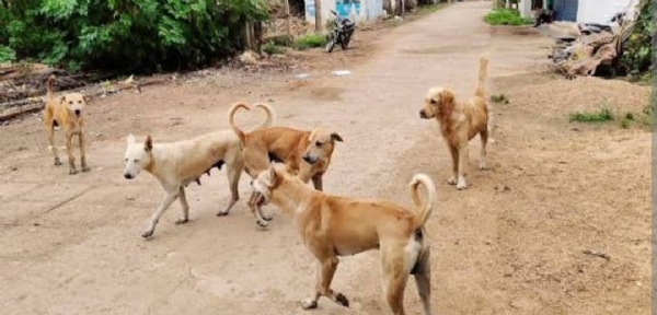 ಫೋಟೋ ಫೋಟೋ