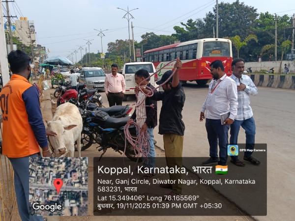 ಬಿಡಾಡಿ ದನಗಳನ್ನು ಹಿಡಿದು ಗೋಶಾಲೆಗೆ ರವಾನೆ: ಕೊಪ್ಪಳ ನಗರಸಭೆ