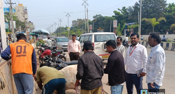 ಬಿಡಾಡಿ ದನಗಳನ್ನು ಹಿಡಿದು ಗೋಶಾಲೆಗೆ ರವಾನೆ: ಕೊಪ್ಪಳ ನಗರಸಭೆ