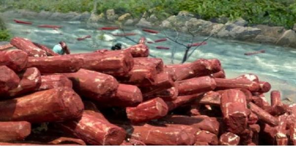 ರಕ್ತಚಂದನ ಸಂರಕ್ಷಣೆಗಾಗಿ ಆಂಧ್ರ ಪ್ರದೇಶಕ್ಕೆ ₹39.84 ಕೋಟಿ ಬಿಡುಗಡೆ