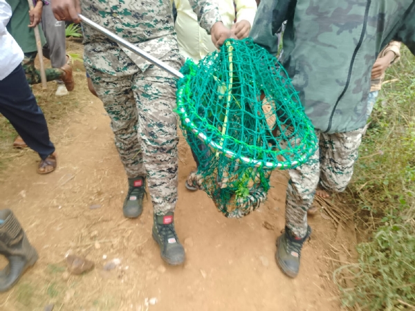 ನಾಲ್ಕು ಹುಲಿ ಮರಿಗಳ ಸುರಕ್ಷಿತ ರಕ್ಷಣೆ