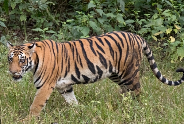 Tiger Tiger