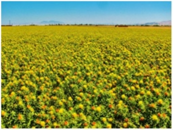 ಫೋಟೋ ಫೋಟೋ