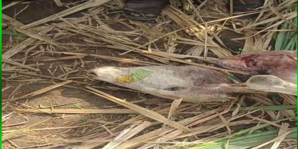 ಪದೇ ಪದೇ ಸಾಕು ಪ್ರಾಣಿಗಳ ಚಿರತೆ ದಾಳಿ - ಸೆರೆ ಹಿಡಿಯಲು ಗ್ರಾಮಸ್ಥರ ಒತ್ತಾಯ