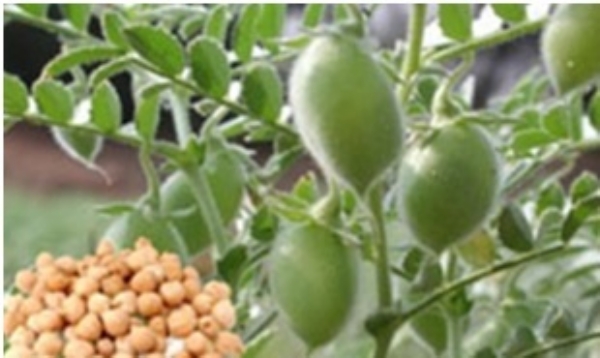 ಫೋಟೋ ಫೋಟೋ