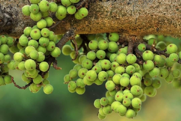 ತುಂಗಭದ್ರ ಮಡಿಲಿನ ಹಚ್ಚಹಸಿರಿನ ವನ ಈ ಪಂಪಾವನ