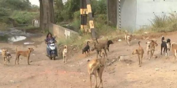 ಗದಗ ಬೆಟಗೇರಿ ಅವಳಿ ನಗರದಲ್ಲಿನ ನಾಯಿ ಸೆರೆ ಹಿಡಿಯಲು ಒತ್ತಾಯ