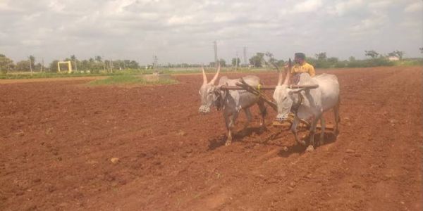 ಗದಗ ಜಿಲ್ಲೆಯ ರೈತ ಬಾಂಧವರಿಗೆ ಸಲಹೆ