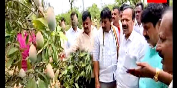 ಮಾವು ಬೆಳೆಗಾಗರಿಗೆ ಬೆಂಬಲ ಬೆಲೆ ಘೋಷಣೆ ಮಾಡಲು ಮುಖ್ಯ ಮಂತ್ರಿಗಳಿಗೆ ಮನವಿ