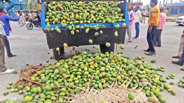 ಬೆಲೆ ಕುಸಿತದಿಂದ ಕೋಲಾರ ಜಿಲ್ಲೆ ಶ್ರೀನಿವಾಸಪುರದಲ್ಲಿ ಮಾವು ಬೆಳೆಗಾರರು ರಸ್ತೆಗೆ ಮಾವು ಚೆಲ್ಲಿ ಪ್ರತಿಭಟನೆ ನಡೆಸಿದರು.