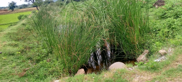 ಕೊಪ್ಪಳ: ನಂ.೫ ಡಿಸ್ಟಿçಬ್ಯೂಟರ್ ಉಪ ಕಾಲುವೆ ದುರಸ್ತಿಗೆ ರೈತರ ಆಗ್ರಹ