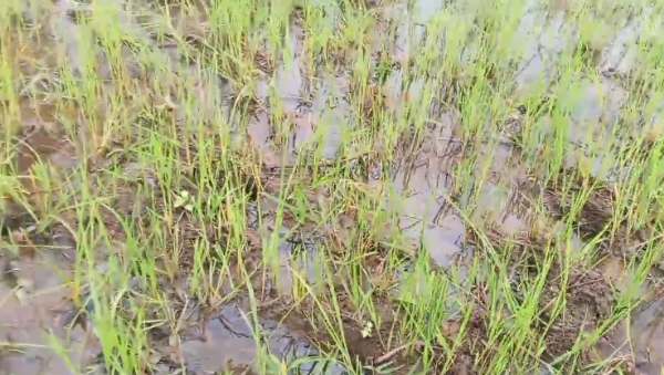 ಕೊಪ್ಪಳ: ನಂ.೫ ಡಿಸ್ಟಿçಬ್ಯೂಟರ್ ಉಪ ಕಾಲುವೆ ದುರಸ್ತಿಗೆ ರೈತರ ಆಗ್ರಹ