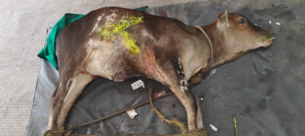 ಆಕಳು ಕರುವಿಗೆ ಗಂಭೀರ ಗಾಯ : ಹಿಂದೂಜಾ ಮತ್ತು ಗೋರಕ್ಷಣಾ ಸಮಿತಿಯಿಂದ ಚಿಕಿತ್ಸೆ