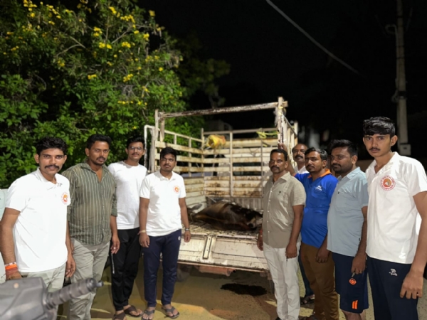 ಆಕಳು ಕರುವಿಗೆ ಗಂಭೀರ ಗಾಯ : ಹಿಂದೂಜಾ ಮತ್ತು ಗೋರಕ್ಷಣಾ ಸಮಿತಿಯಿಂದ ಚಿಕಿತ್ಸೆ