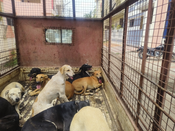 ನಾಯಿಗಳು