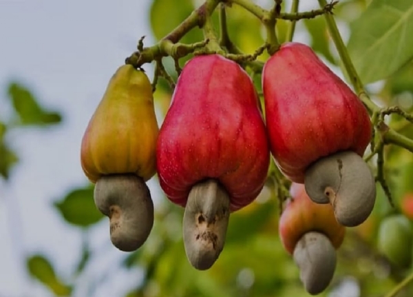 ಪೋಟೋ