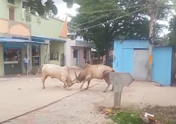 ಪೋಟೋ