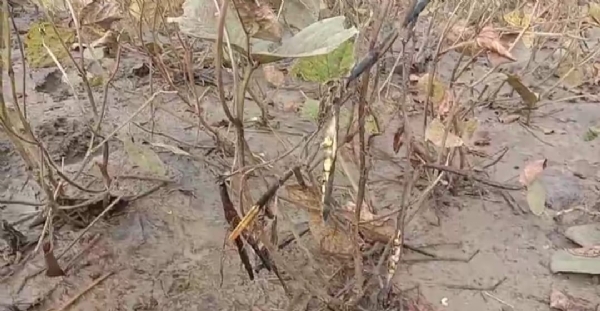 ಪೋಟೋ