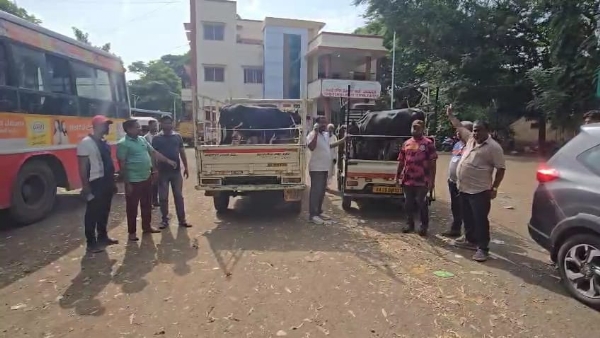 ಗೋವು