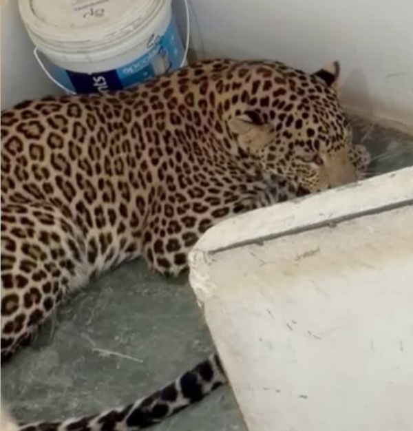 Cheta