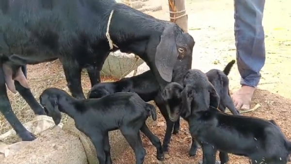 ಆಡು ಮರಿ