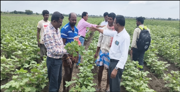 ಬಳ್ಳಾರಿ : ಹತ್ತಿ ಬೆಳೆಯಲ್ಲಿ ತಂಬಾಕು ವೈರಸ್ ರೋಗ ಬಾಧೆ: ನಿರ್ವಹಣೆಗೆ ಸಲಹೆ