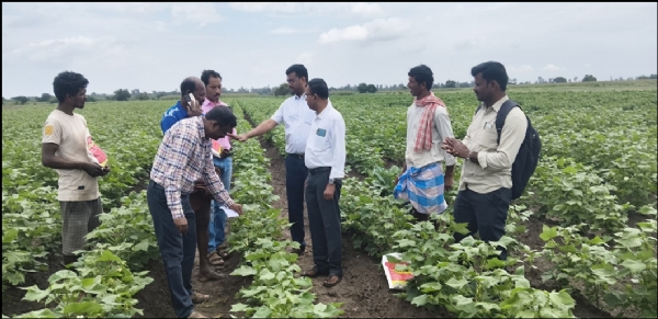 ಬಳ್ಳಾರಿ : ಹತ್ತಿ ಬೆಳೆಯಲ್ಲಿ ತಂಬಾಕು ವೈರಸ್ ರೋಗ ಬಾಧೆ: ನಿರ್ವಹಣೆಗೆ ಸಲಹೆ