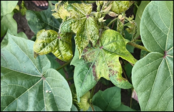 ಬಳ್ಳಾರಿ : ಹತ್ತಿ ಬೆಳೆಯಲ್ಲಿ ತಂಬಾಕು ವೈರಸ್ ರೋಗ ಬಾಧೆ: ನಿರ್ವಹಣೆಗೆ ಸಲಹೆ