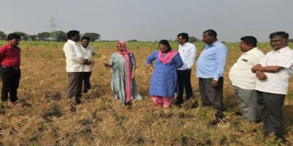 ಕಡಲೆ ಬೆಳೆಗೆ ರೋಗ, ಅಧಿಕಾರಿಗಳಿಂದ ಪರಿಶೀಲನೆ