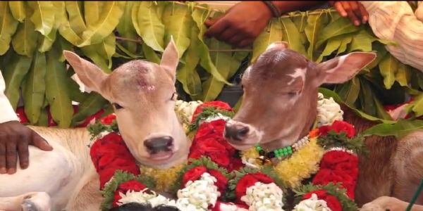 ಅದ್ದೂರಿಯಾಗಿ ಆಕಳು ಕರುಗಳ ನಾಮಕರಣ ಶಾಸ್ತ್ರ