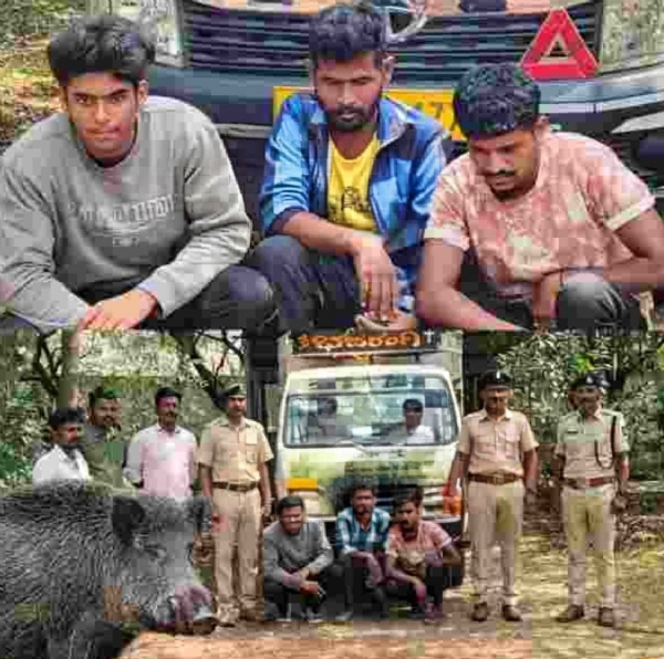 ಕಾದು ಹಂದಿ ಸಾಗಾಟ ಕಾದು ಹಂದಿ ಸಾಗಾಟ