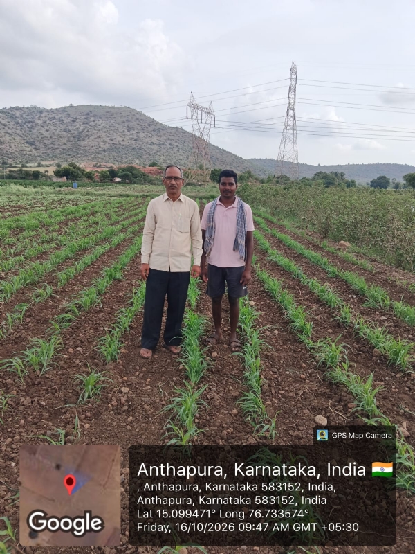 ಬಳ್ಳಾರಿ ಜಿಲ್ಲೆಯಲ್ಲಿ ಬರ : ಜಾನುವಾರು ರಕ್ಷಣೆ ಮತ್ತು ಮೇವು ಪೂರೈಕೆಗೆ ಕ್ರಮ