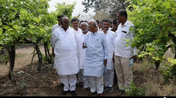 ದ್ರಾಕ್ಷಿ ಬೆಳೆಗಾರರಿಗೆ ಸಂತಸ