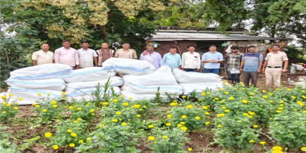 ತೊಗರಿ ಬೆಳೆಯ ಮಧ್ಯೆ ಅಕ್ರಮ ಗಾಂಜಾ ಕೃಷಿ: ₹1.01 ಕೋಟಿ ಮೌಲ್ಯದ ಗಿಡಗಳ ವಶ