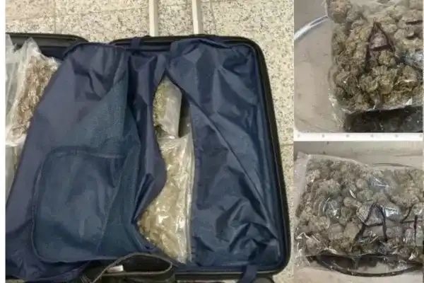 bengaluru-airport-customs-seize-hydroponic-ganja-worth-rs-9-67-crore