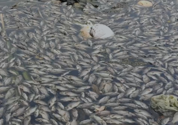 Fish-Kill-in-Kamalavathi-River-Sedam-Toxic-Water-Pollution-Suspected