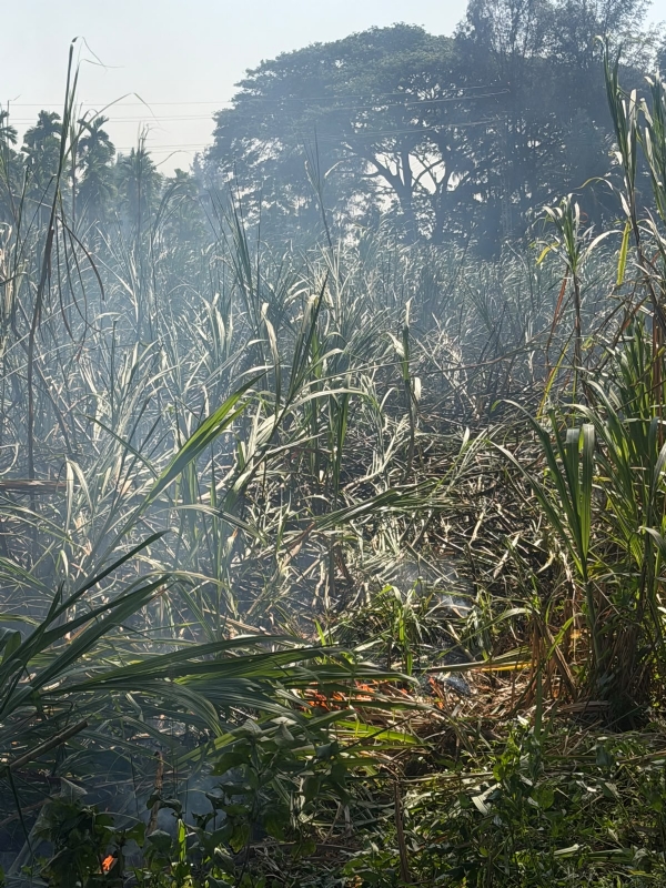harapanahalli-otlahalli-sugarcane-crop-fire-bescom-negligence-farmers-compensation