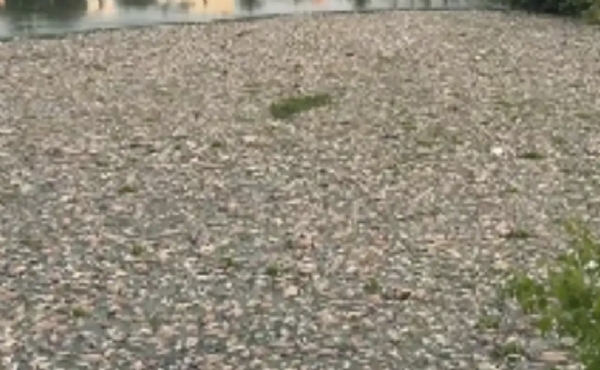 doddagubbi-lake-fish-deaths-bengaluru