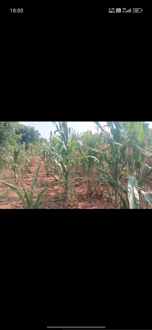 Davangere-drought-central-team-inspects-damaged-maize-crops-in-neerthadi